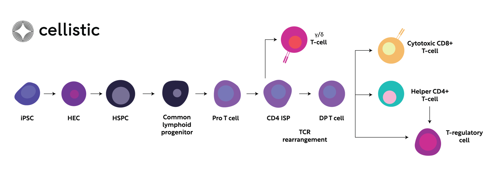 Converting iPSC to T Cells: Key Challenges and Considerations