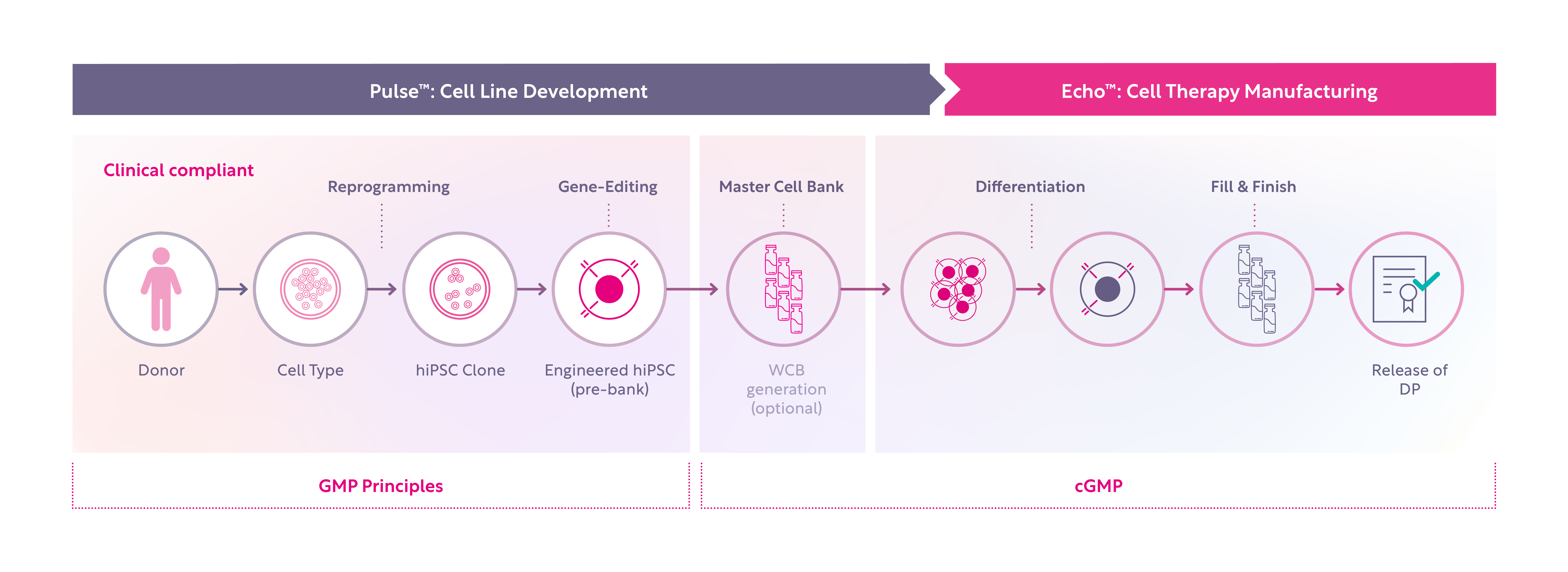 iPSC-based allogeneic Cell Therapy Manufacturing Workflow 03b